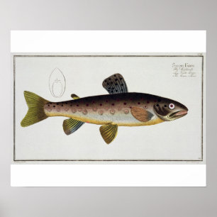 Brown Trout (Salmo Iasustris) plate XXIII from 'Ic Poster