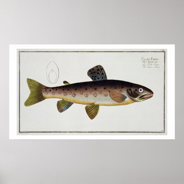 Brown Trout (Salmo Iasustris) plate XXIII from 'Ic Poster (Front)
