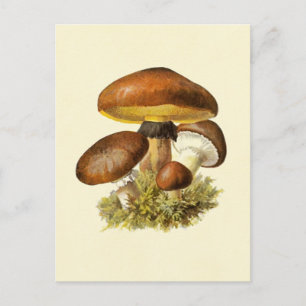 Brown Vintage Mushroom Postcard