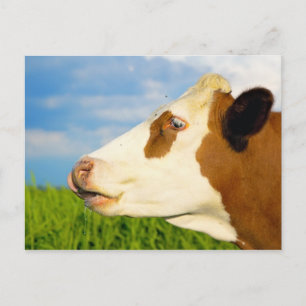 Brown white cow looking straight ahead. postcard
