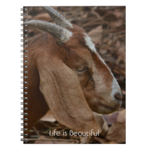 Brown White Goat Kauai (my photography) Notebook