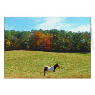Brown & White horse,autumn trees,blue sky