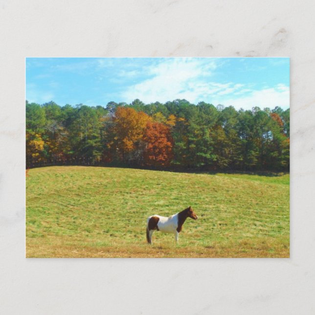Brown & White horse,autumn trees,blue sky Postcard (Front)