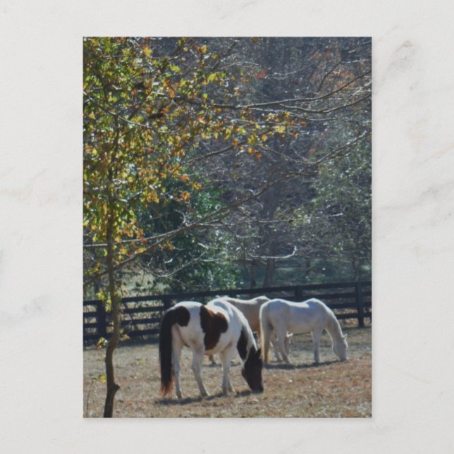 Brown &White Painted Horse and Cream Horse Postcard (Front)