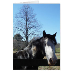 Brown &White, Painted Horse, bright blue sky