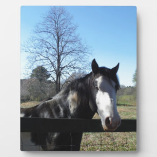 Brown &White, Painted Horse, bright blue sky Plaque
