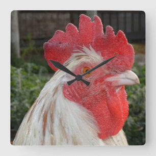 Brown White Rooster Face, Square Wall Clock