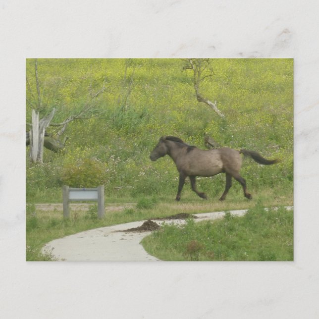 Brown Wild Horse crossing Road DIY Postcard (Front)