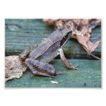 Brown Wood Frog