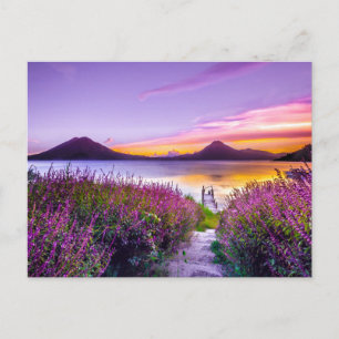 brown wooden dock between lavender flower field postcard