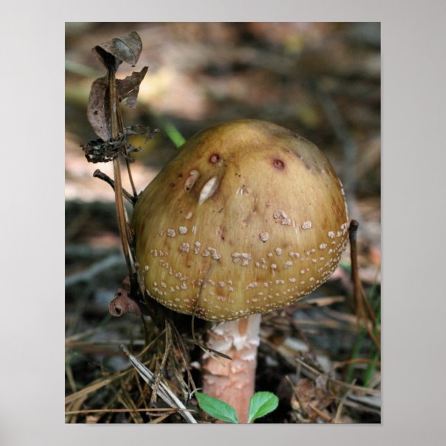 Brown Woodland Mushroom Nature Poster (Front)