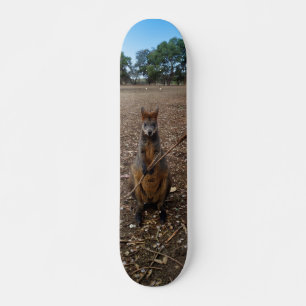 Brown Young Australian Wallaby Eating A Stick, Skateboard