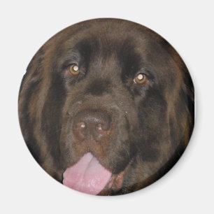 BrownNewf Magnet