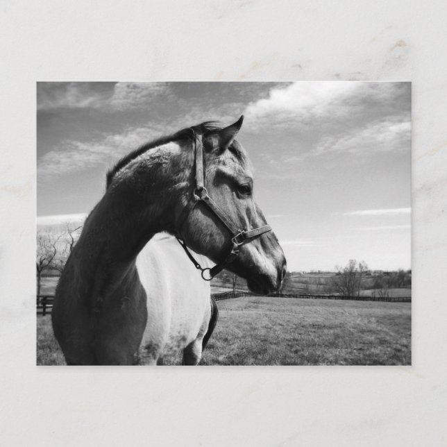 Brownstead Stallion Postcard (Front)