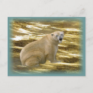 Brrr.....Postcard Postcard