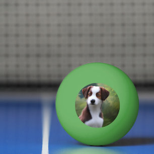 Bruce The Border Collie Puppy, Ping Pong Ball