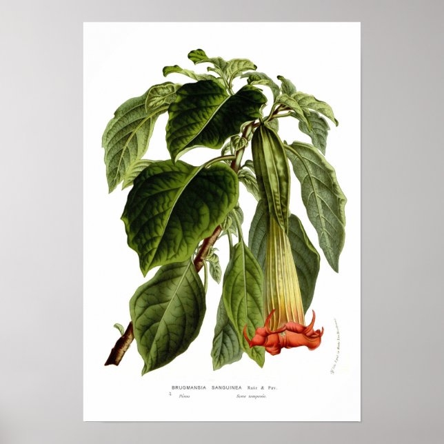 Brugmansia sanguinea (Angel's trumpet) Poster (Front)