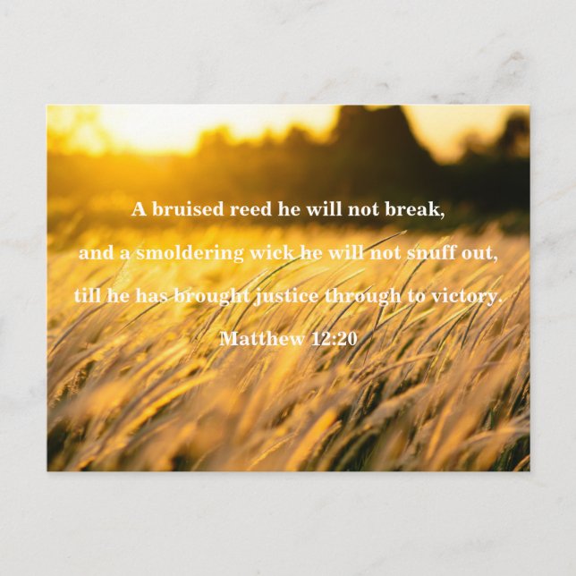 Bruised Reed Bible Verse Postcard (Front)