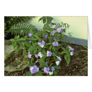 Brunfelsia Pauciflora Eximia (Yesterday, Today & T