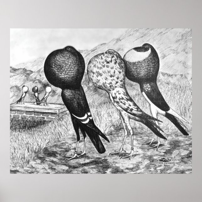 Brunner Pouter Pigeons Poster (Front)