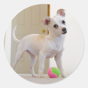 Bruno Classic Round Sticker