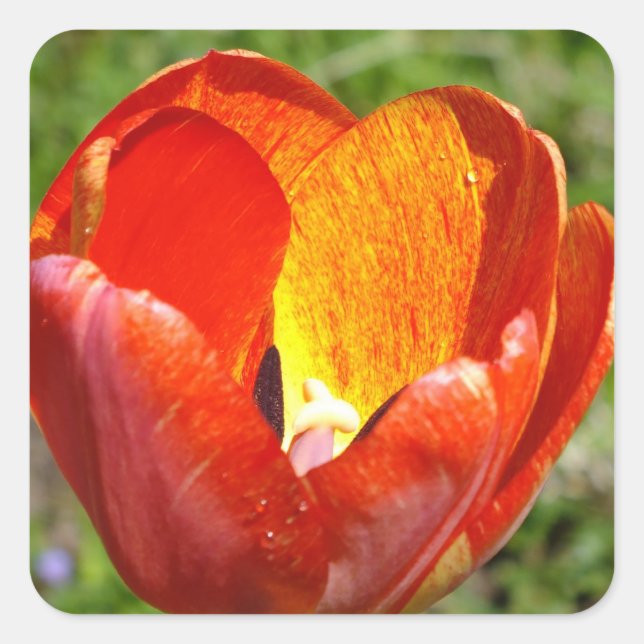 Brushed Tulip Stickers (Front)