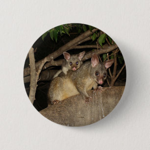 Brushtail Possums 6 Cm Round Badge