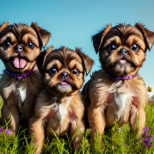 Brussel Griffon Puppies Customisable Beach Towel