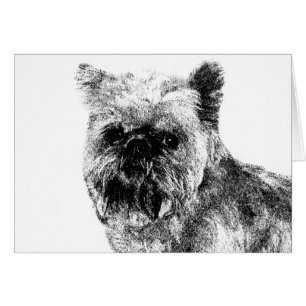 Brussels Griffon