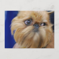 Brussels Griffon Dog Postcard