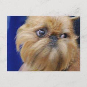 Brussels Griffon Dog Postcard
