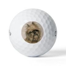 Brussels Griffon