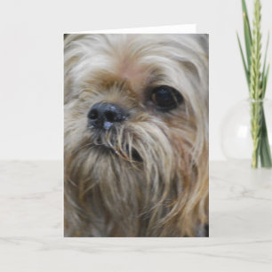 Brussels Griffon Greeting Card