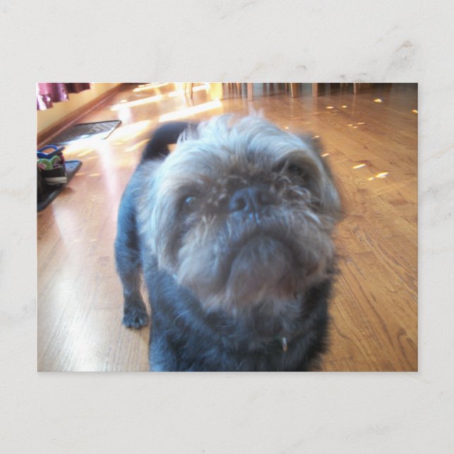 Brussels Griffon Postcard (Front)