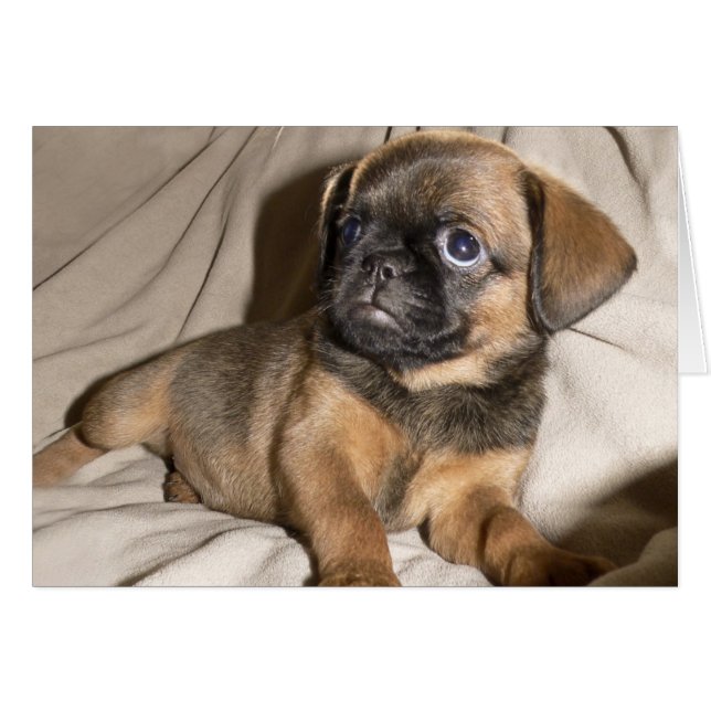 Brussels Griffon Puppy! (Front Horizontal)