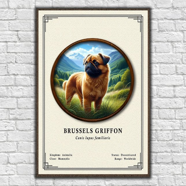 Brussels Griffon Zoology Series Poster (Creator Uploaded)