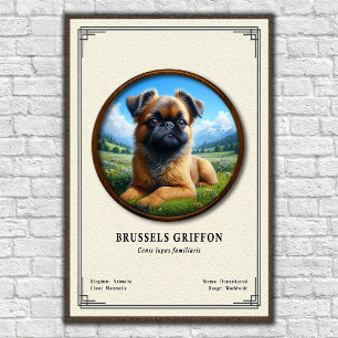 Brussels Griffon Zoology Series Poster