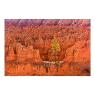 Bryce Canyon National Park, Utah USA Photo Print