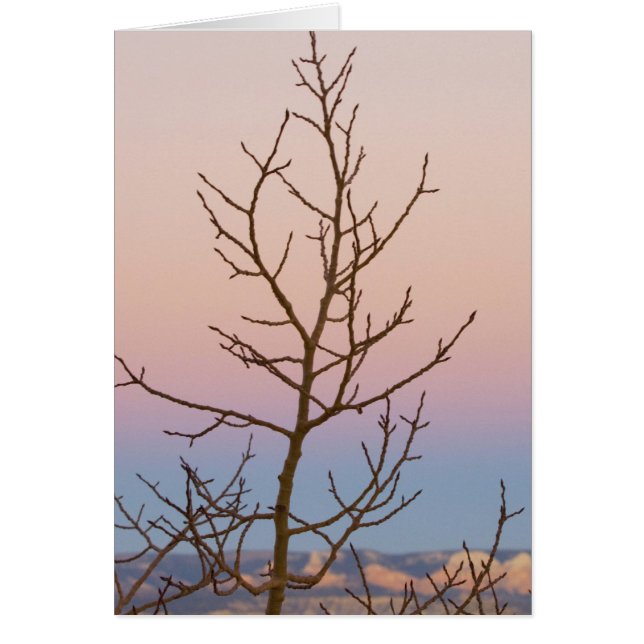 Bryce Canyon, Utah. Bare tree in front of sunset (Front)