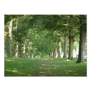 Bryn Mawr College Photo Print Senior Row trees