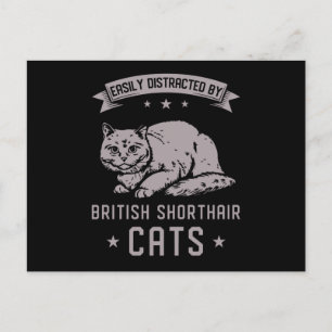 BSH British Shorthair Cat Postcard