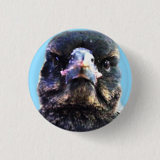 Bub the Australian Rescued Magpie 3 Cm Round Badge