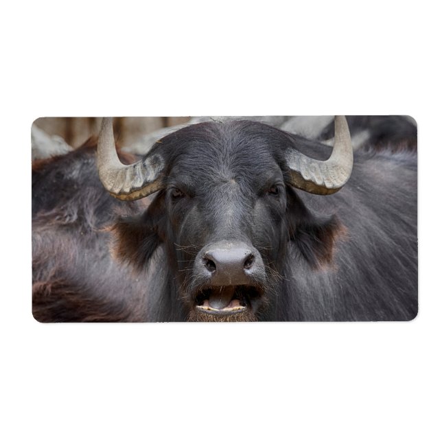 Bubalus bubalis (Front)