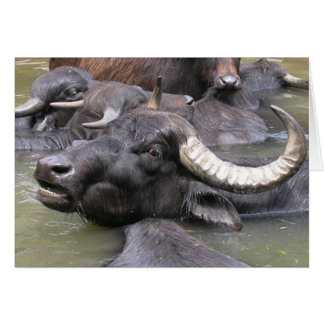 Bubalus bubalis (Front Horizontal)