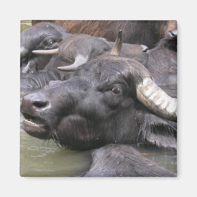 Bubalus bubalis magnet (Front)