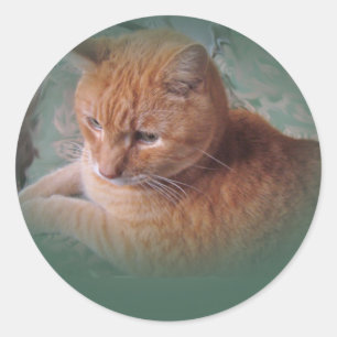 Bubba the Orange Tabby Tomcat Classic Round Sticker