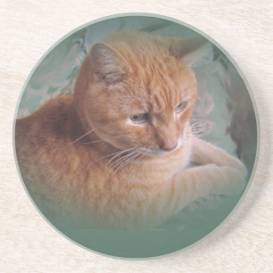 Bubba the Orange Tabby Tomcat Coaster