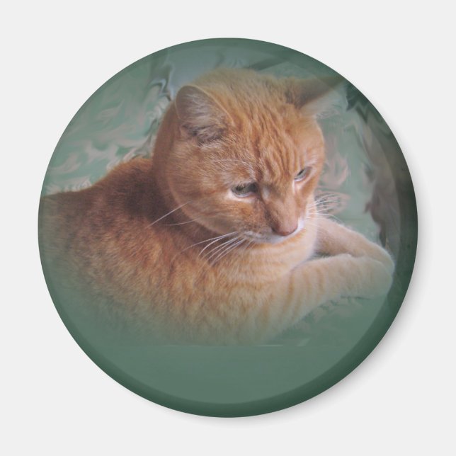 Bubba the Orange Tabby Tomcat Magnet (Front)