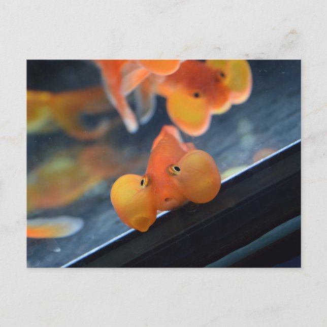 Bubble Eye Goldfish Postcard (Front)