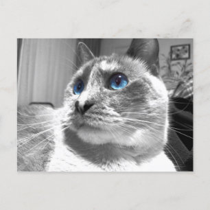 Bubble's Mesmerising Blues Postcard